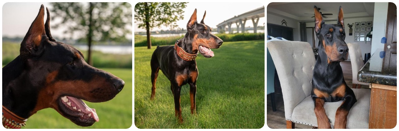 doberman Donald DN Hepper