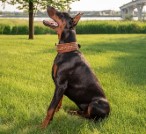 Donald doberman