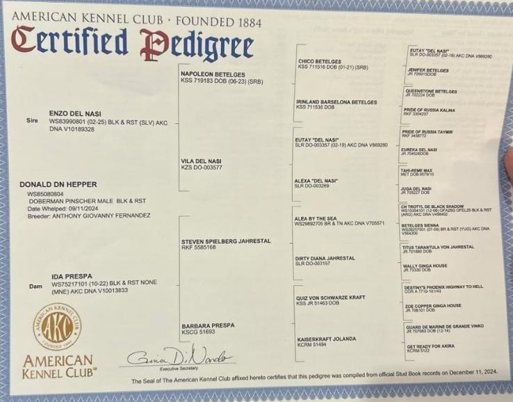 pedigree doberman Gretschen