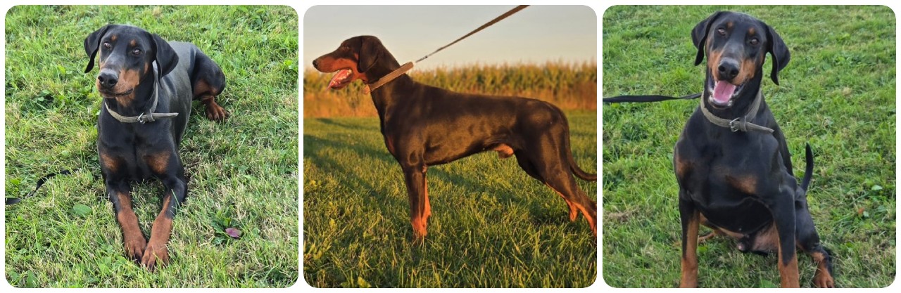 picture of black and rust doberman for sale