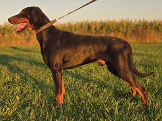 pic of doberman for sale