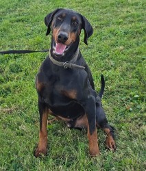 pic of doberman for sale