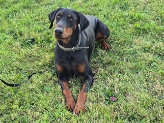pic of doberman for sale