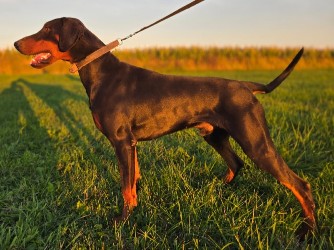 pic of doberman for sale