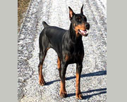 doberman Frankie