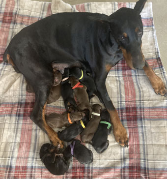 doberman puppies for sale USA