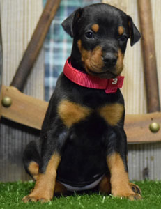 doberman puppy for sale