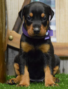 doberman puppy for sale