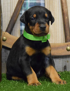 doberman puppy for sale