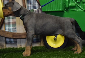 blue doberman puppies for sale