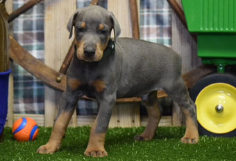 blue doberman puppies for sale