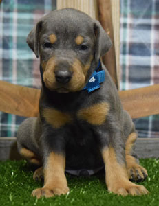 blue doberman puppies for sale