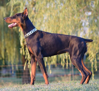 doberman female