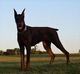 doberman female