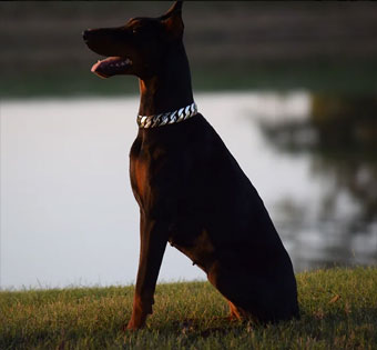doberman female