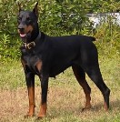 Ghost doberman