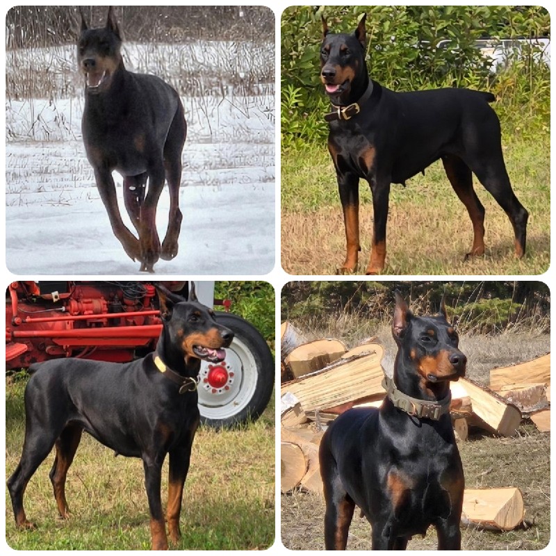 doberman female Ghost Dance Over Guardians Paw