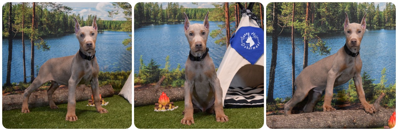 picture of doberman puppies