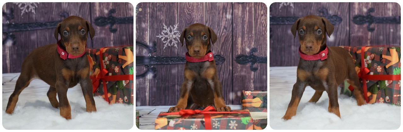 picture of doberman puppies