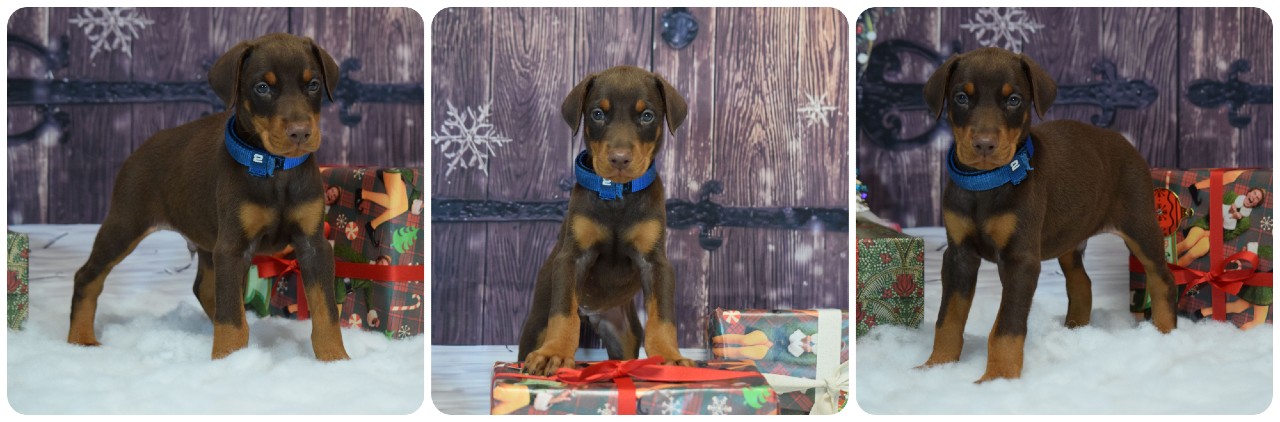 picture of doberman puppies