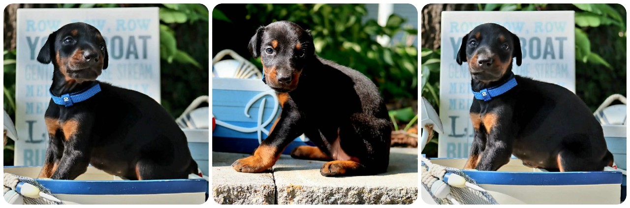 black female doberman puppy black female doberman puppy