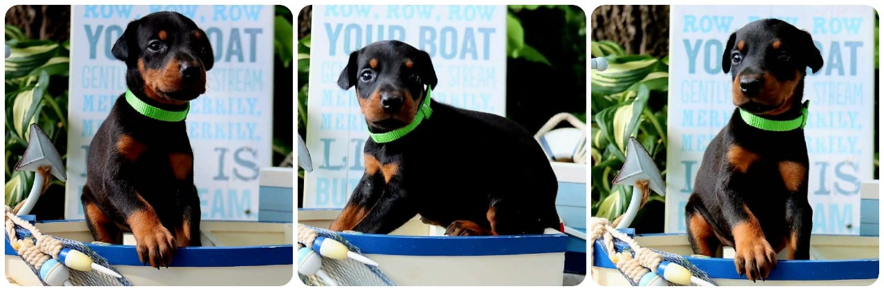 black female doberman puppy black female doberman puppy
