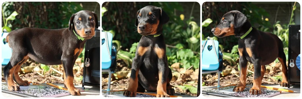 black female doberman puppy black female doberman puppy