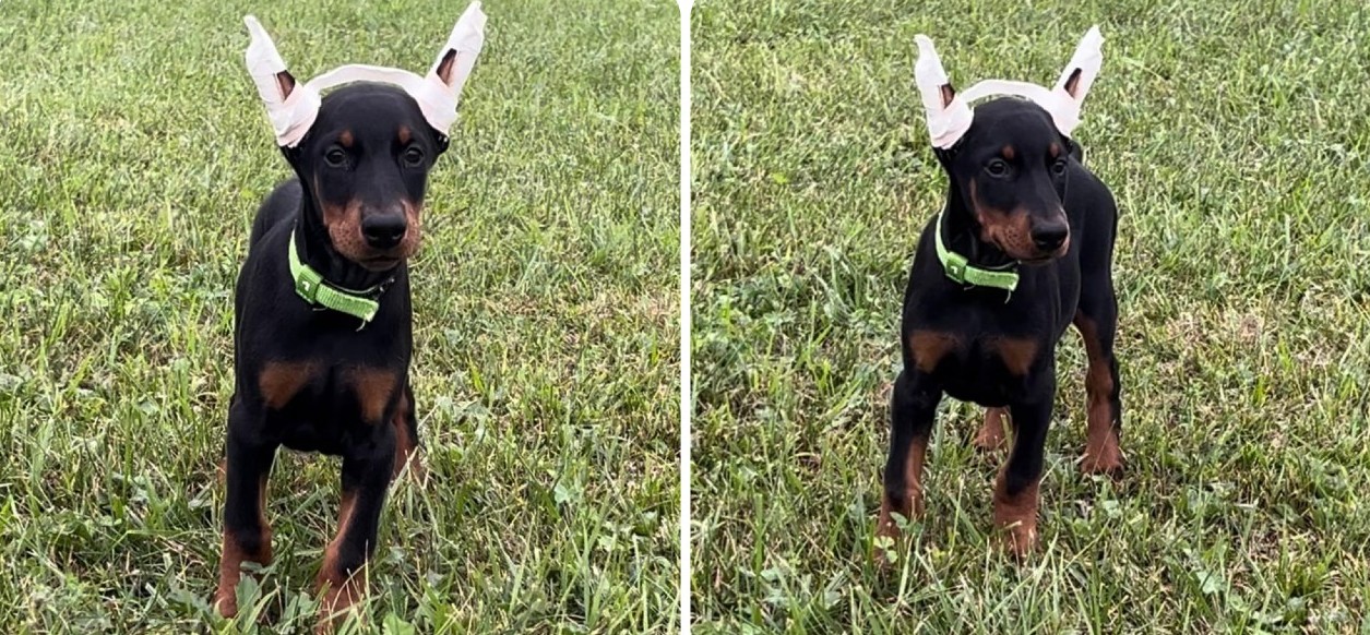 black female doberman puppy black female doberman puppy