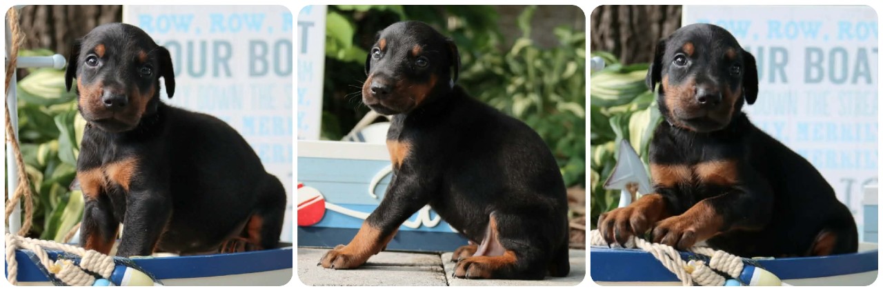 black male doberman puppy black male doberman puppy