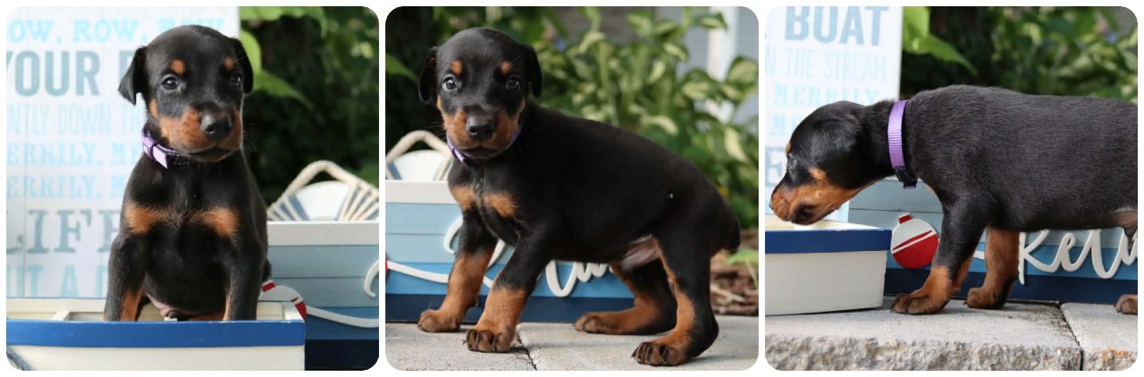black male doberman puppy black male doberman puppy