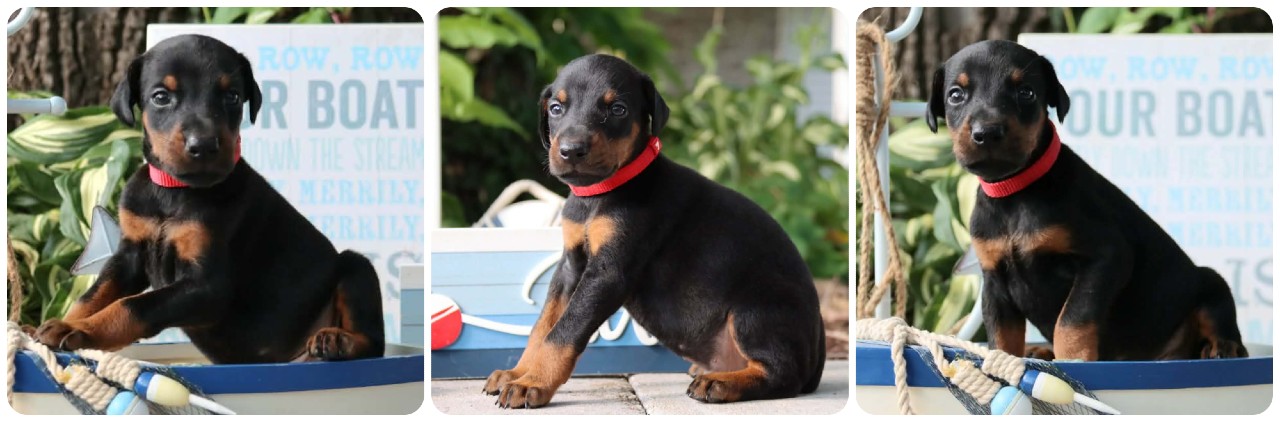 black male doberman puppy black male doberman puppy