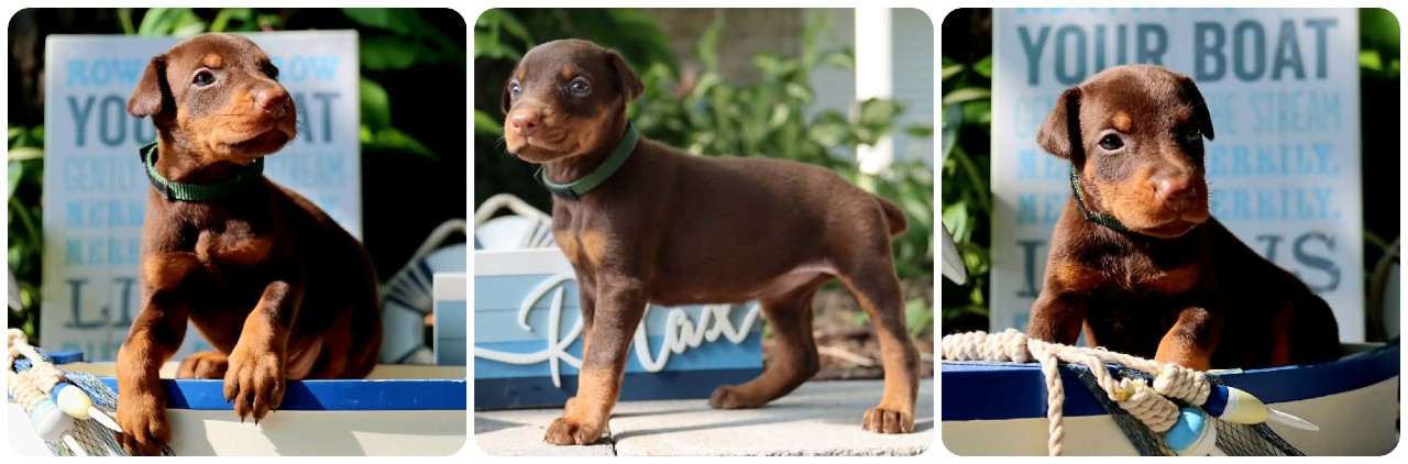 red female doberman puppy red female doberman puppy