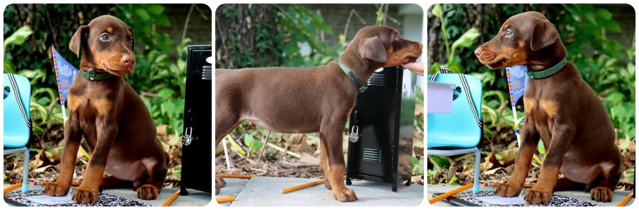 red female doberman puppy red female doberman puppy