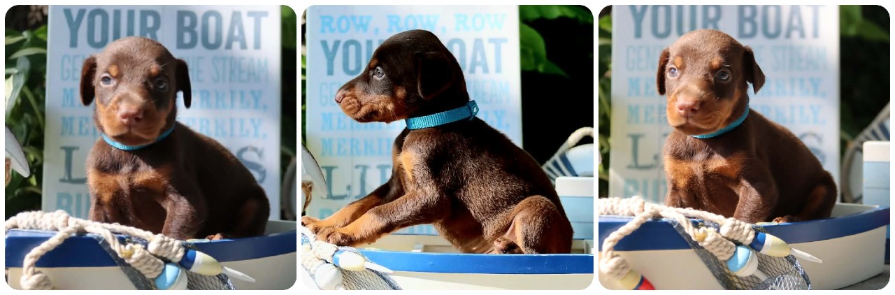 red female doberman puppy