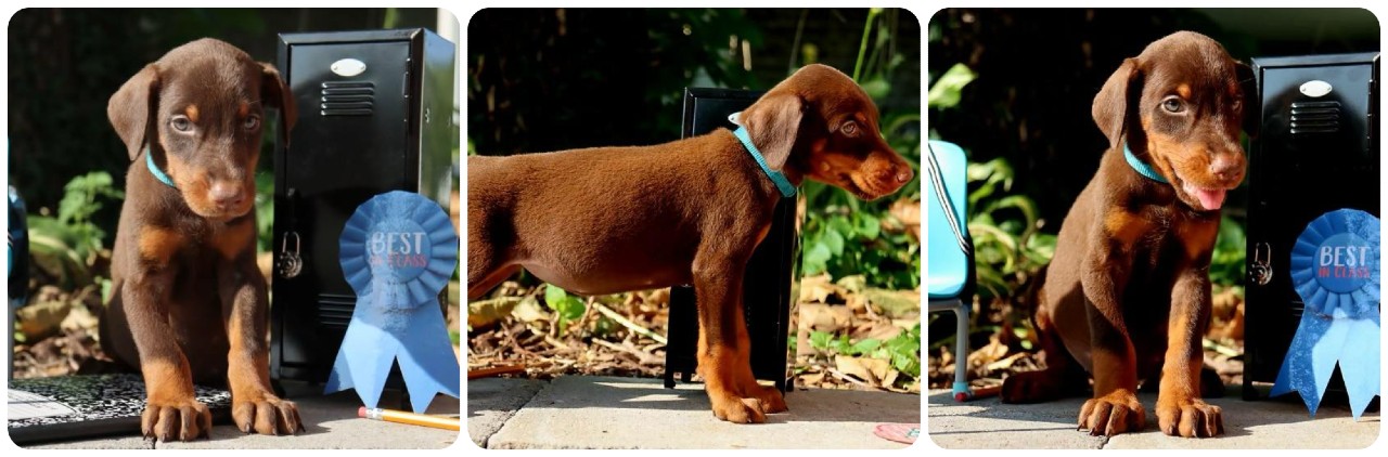 red female doberman puppy