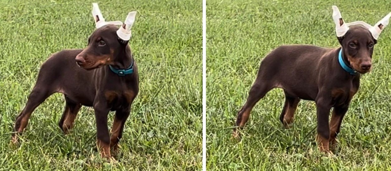 red female doberman puppy