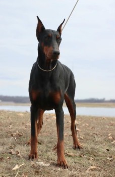 doberman female