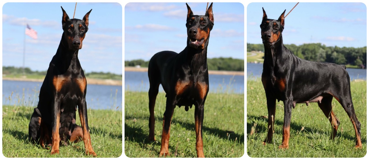 doberman female Gretchen