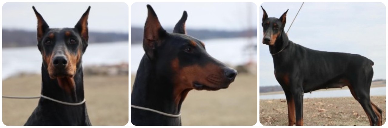 doberman female Gretchen