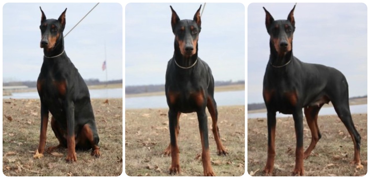 doberman female Gretchen
