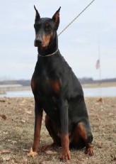 doberman female Gretschen