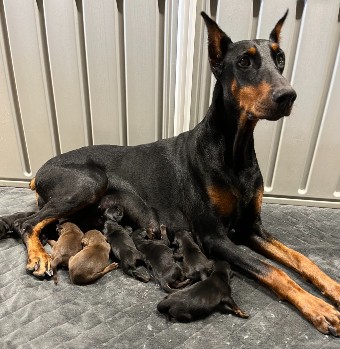 doberman puppies for sale