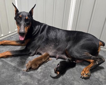 doberman puppies for sale