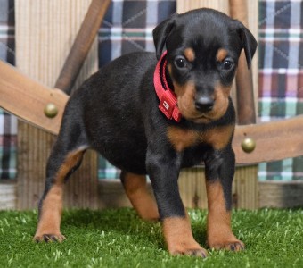 BLACK FEMALE DOBERMAN PUPPY