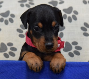 BLACK FEMALE DOBERMAN PUPPY