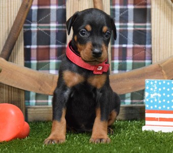 BLACK FEMALE DOBERMAN PUPPY