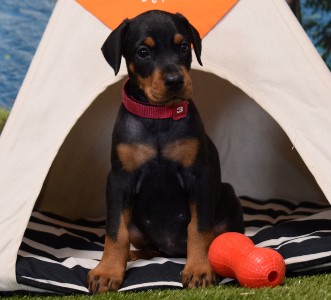 BLACK FEMALE DOBERMAN PUPPY