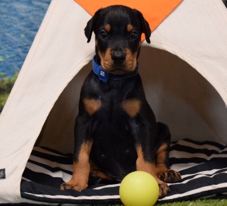 picture of black male for sale