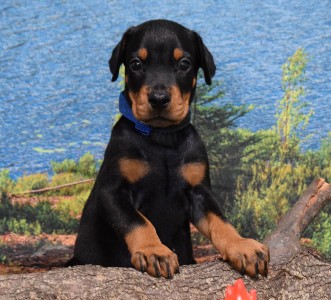 picture of black male for sale