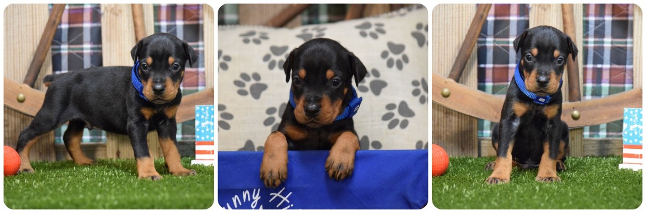 picture of black male doberman puppy for sale